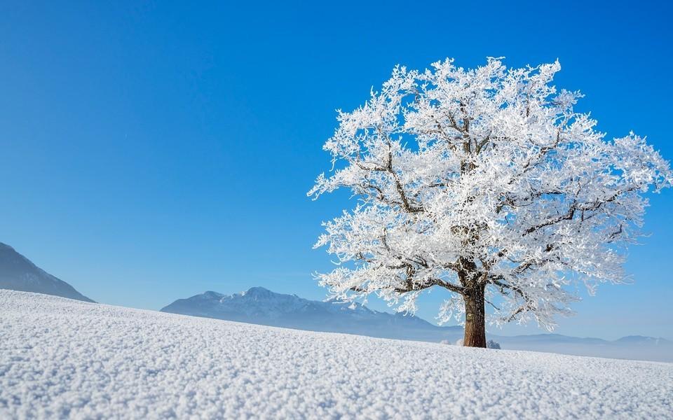 冬季天空雪地树木风景高清壁纸