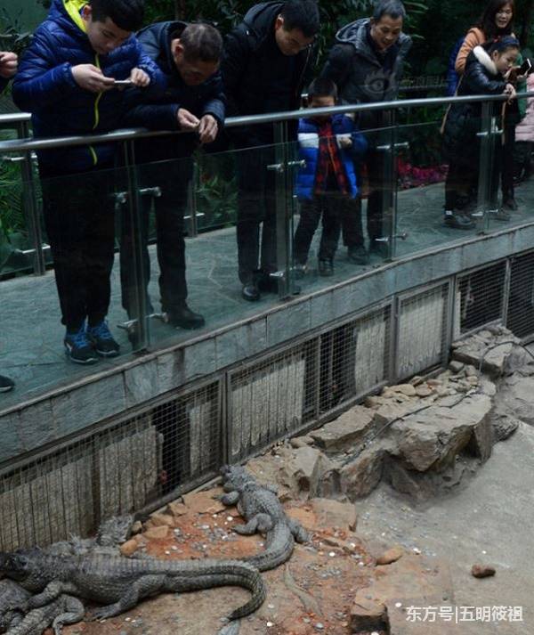 春节期间上海动物园鳄鱼池成了许愿池(4) 第4页