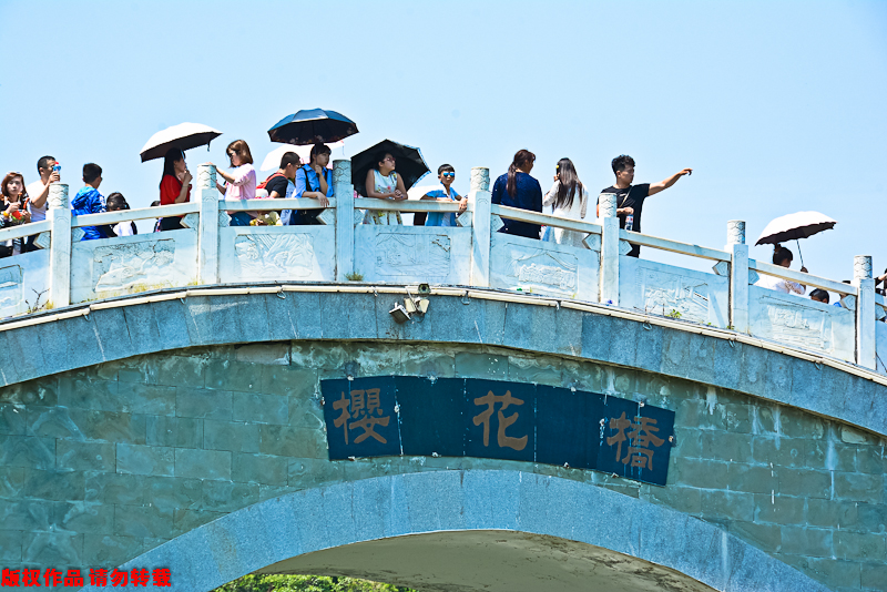 汉中：游客冒31℃“高温”乡村游 樱桃沟人潮如织排队如厕(12) 第12页