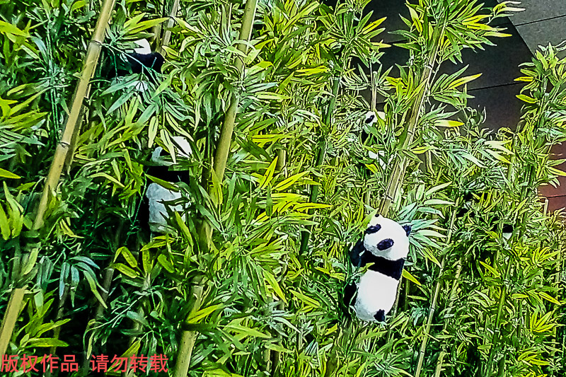 萌萌达熊猫爬满竹林,西安街头创意景观太有趣,最后一张真漂亮