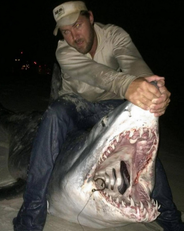 美国渔民捕获730斤的巨型鲨鱼,最后避免不了被送上餐桌