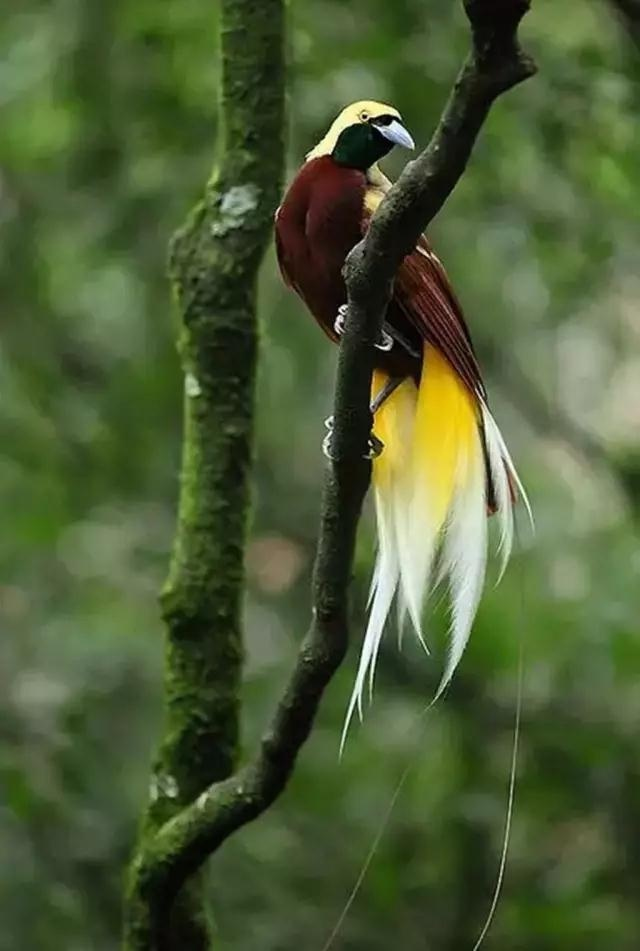 热带雨林中的天堂鸟,原来可以这么美