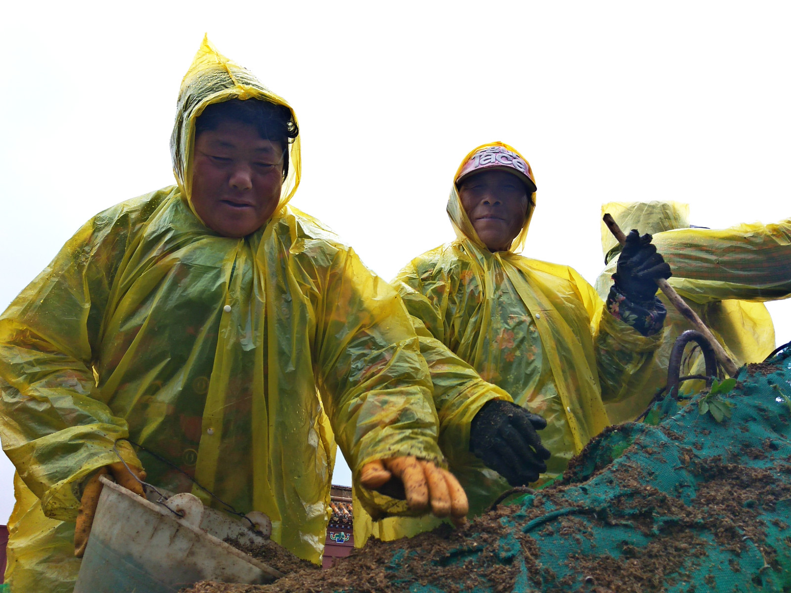 300名大妈不惧严寒雨中奋战 满手泥水却笑容满面 第1页