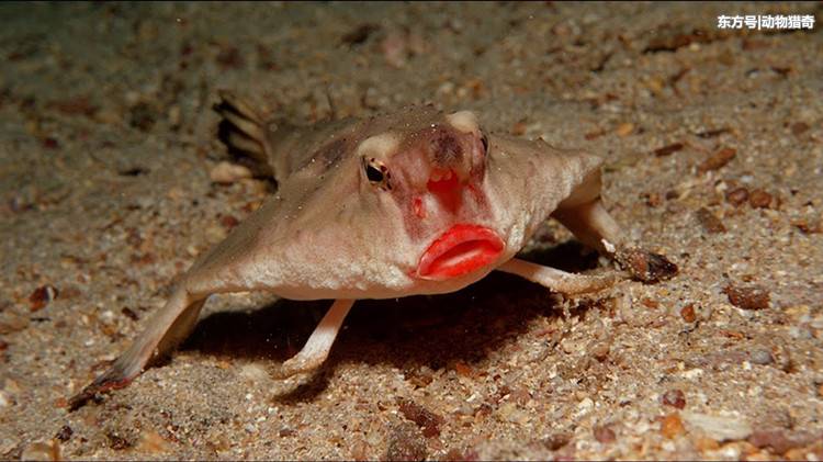 你没见过的一种鱼，长有“烈焰红唇”，只懂爬行不会游泳 第1页
