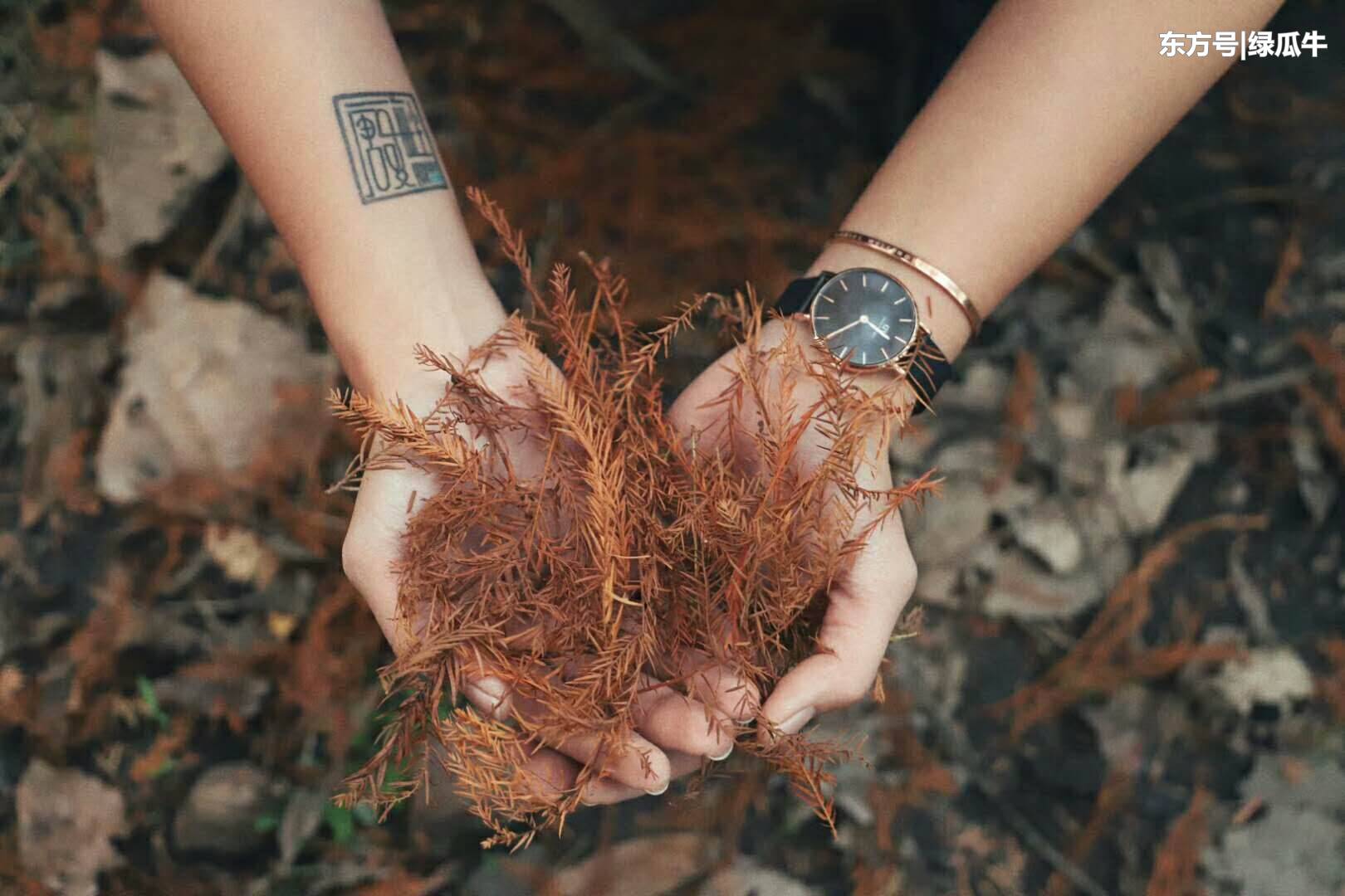 11月的大理，秋色正浓，妹子的衣着好清凉(5) 第5页