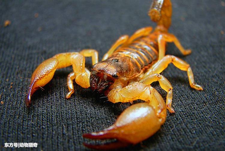世界上最毒的蝎子, 被称为死亡追猎者, 藏身茫茫沙漠中 第1页